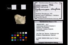 Foto (Objekt + Etikett) von Cycloprosopon stenofrons (Schweitzer & Feldmann, 2010)  (NHMW-GEO-1990-0041-0402)